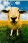 Profile picture for user sheepman
